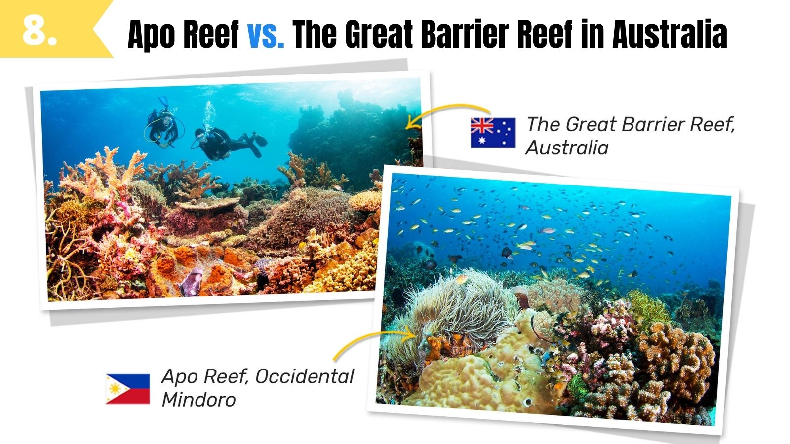 apo reef looks like the great barrier reef australia