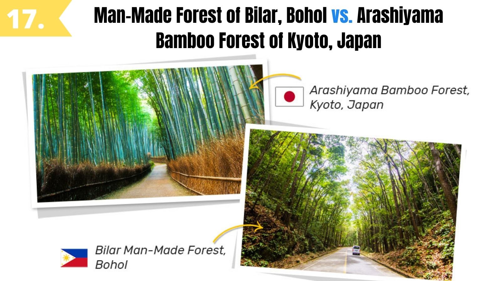 man made forest bilar bohol like arashiyama bamboo grove kyoto japan